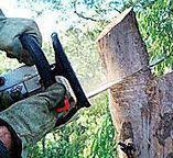 Trusted Aberdeen, MD Tree Removal Experts