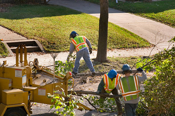 Tree and Shrub Care in Aberdeen, MD