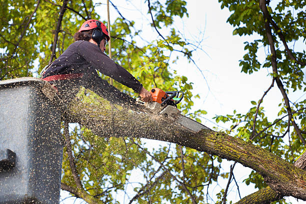 How Our Tree Care Process Works  in  Aberdeen, MD